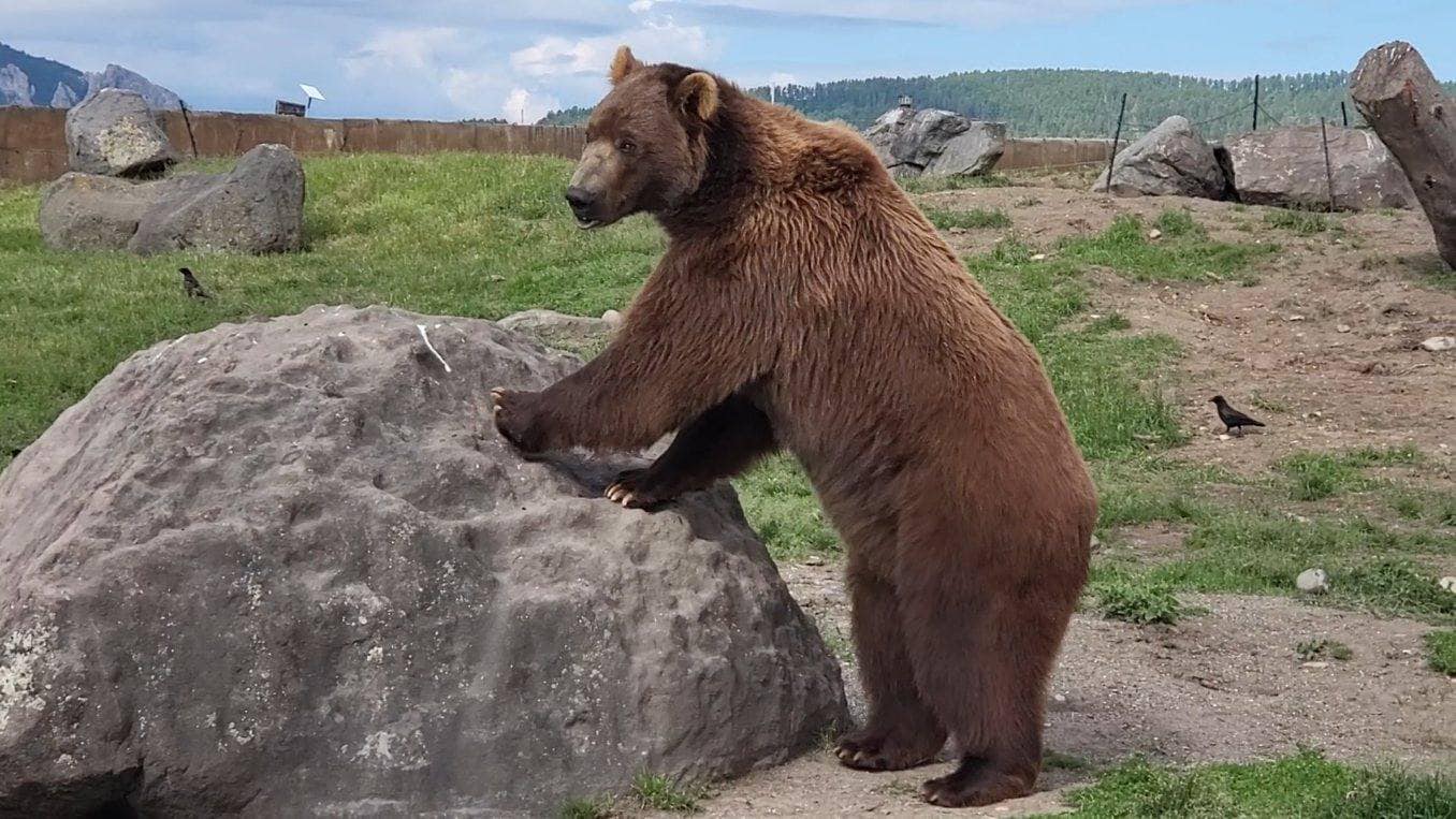 Montana Grizzly Encounter Tour Image 2