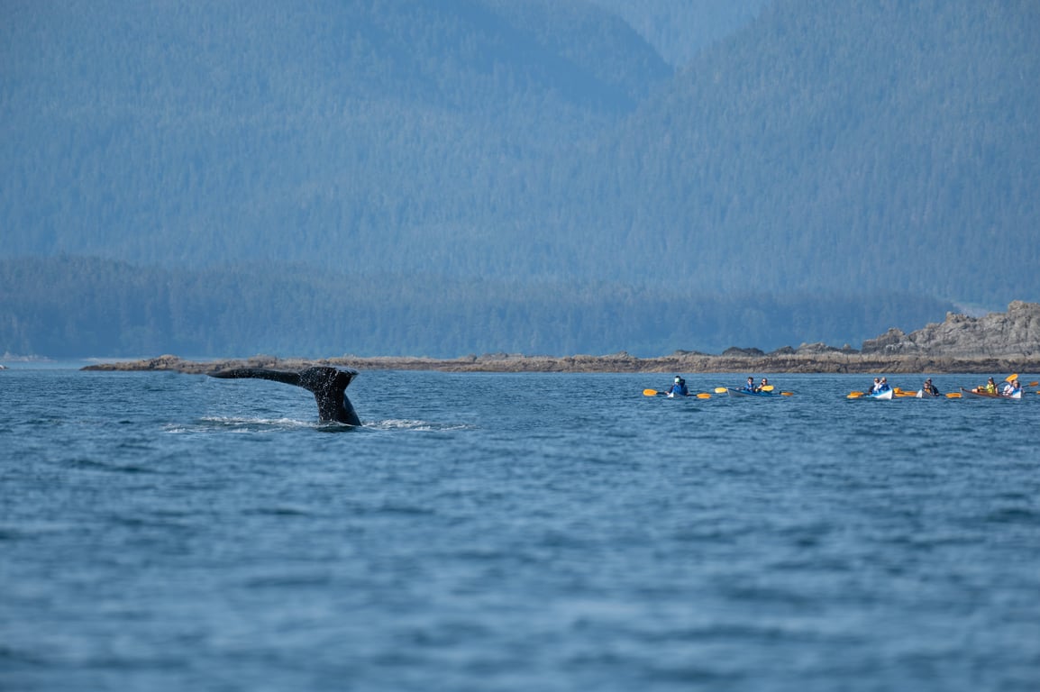 Paddle with Whales Kayak Adventure Tour Image 1