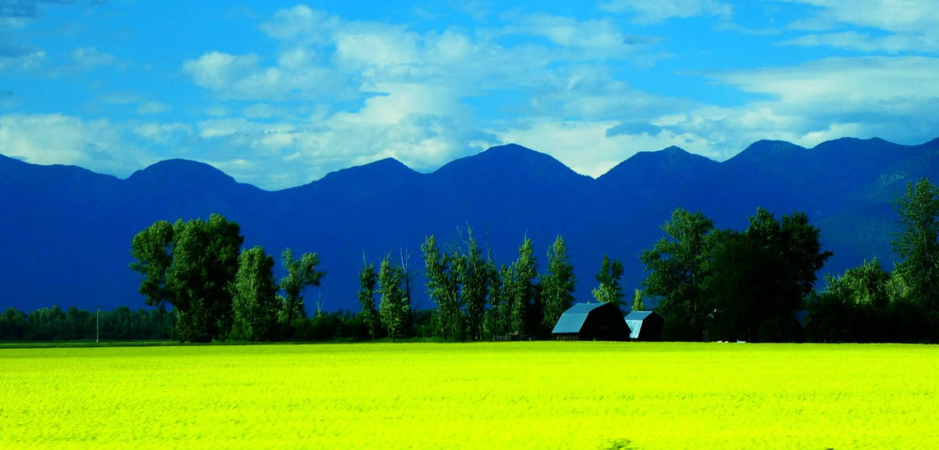 yellow canola fields in Bigfork Montana with trees in background