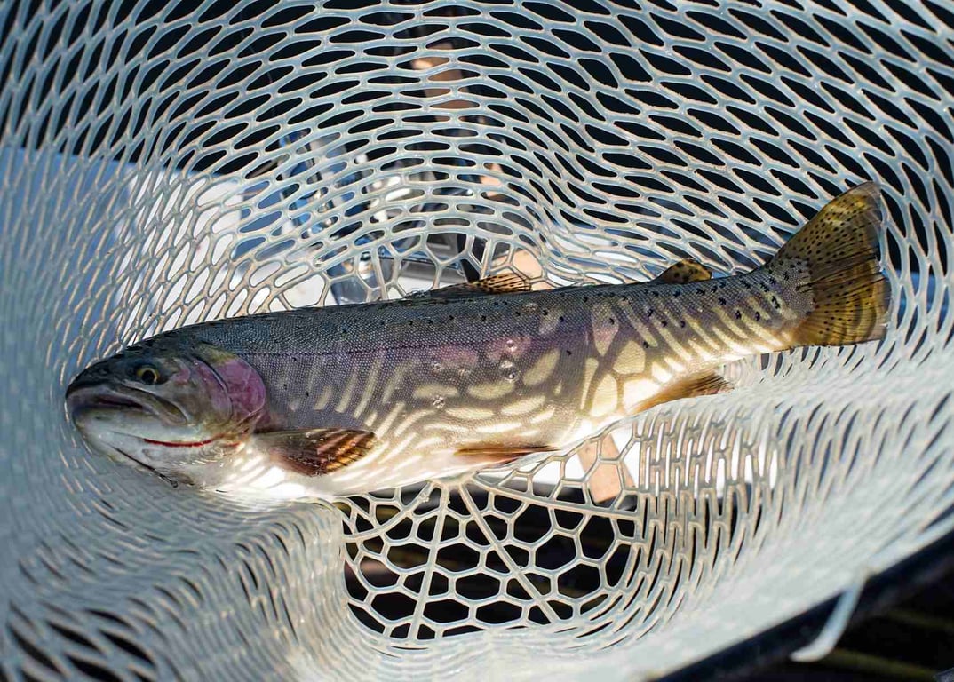 Flathead River Fly Fishing Trip - Full-Day Tour Image 8