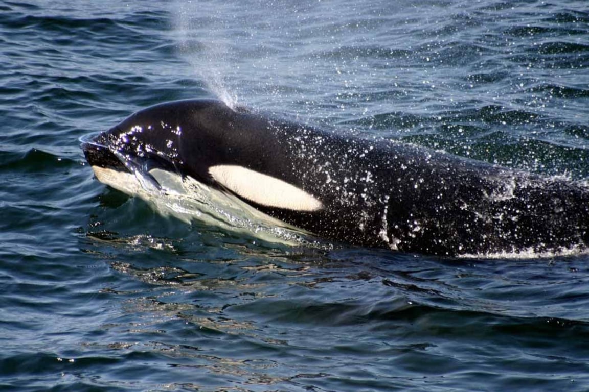 Private Whale Watching Tour Tour Image 2