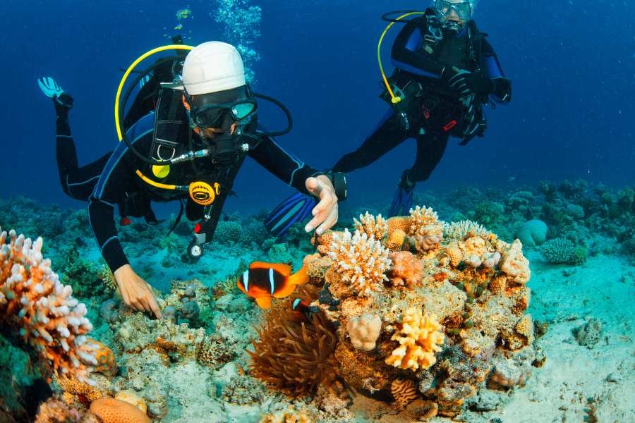 Two scuba divers explore a coral reef, getting up close with a clownfish and its anemone home.