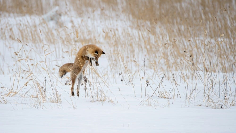 Private Winter Grand Teton Day Tour Tour Image 6