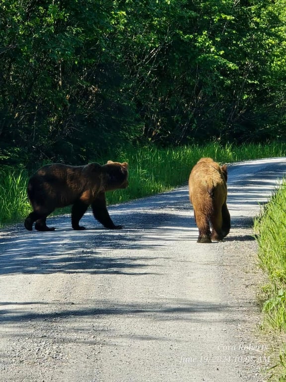 Land-Based Wildlife Tour Tour Image 3
