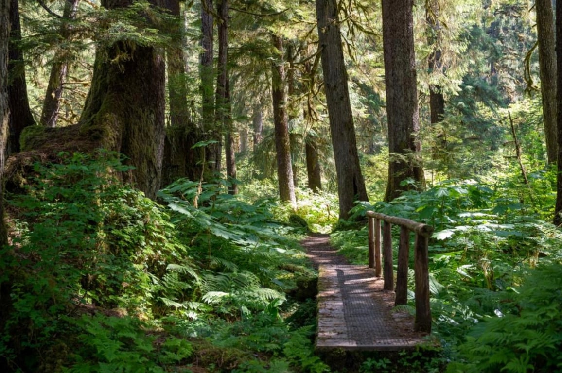 Private Old-Growth Creek Hiking Tour Tour Image 5