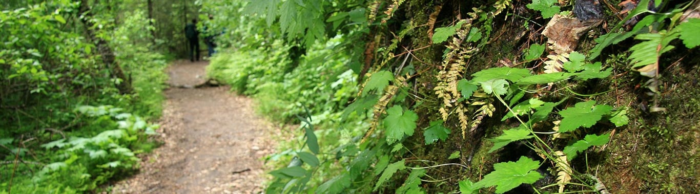 Best Short Hikes in Skagway image