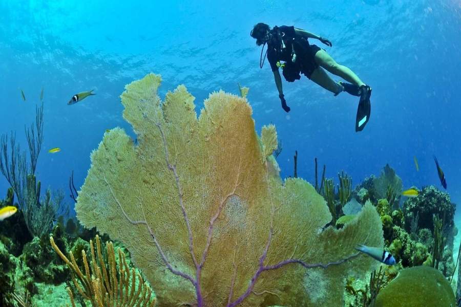 When to Visit Cayman Islands