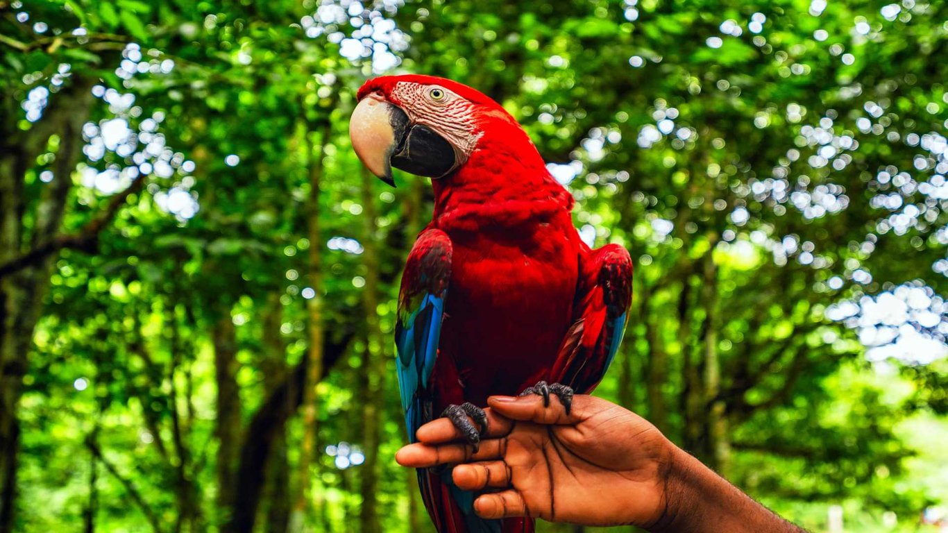 Wildlife in Santo Domingo image