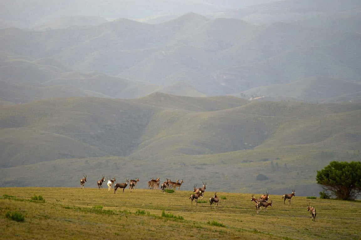 Yellowstone Private Wildlife Journey Tour Image 3
