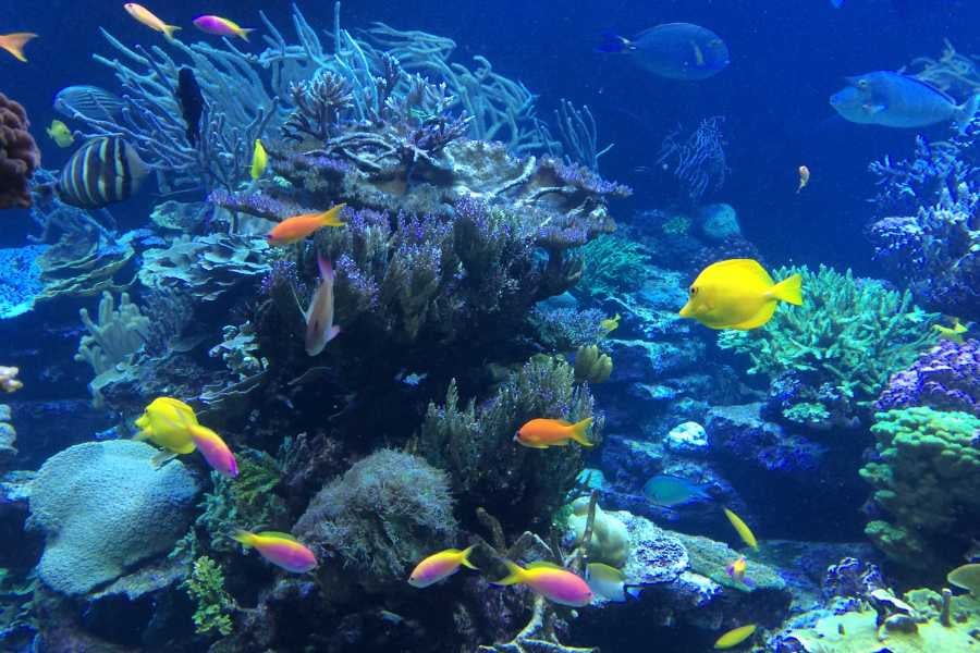 Colorful coral reef teeming with vibrant tropical fish.