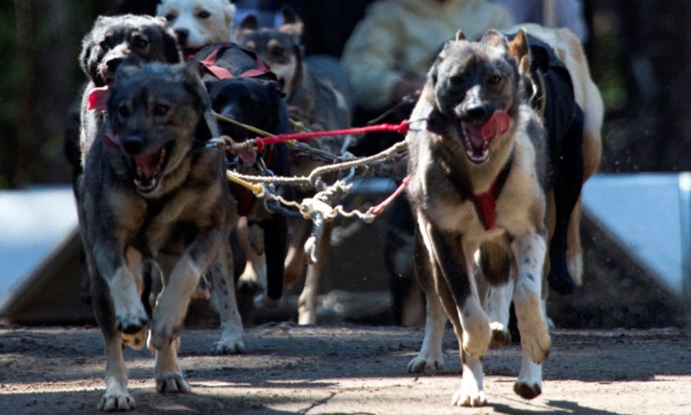 Skagway Sled Dog and Musher's Camp Tour Image 25