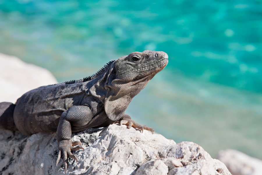 iguana