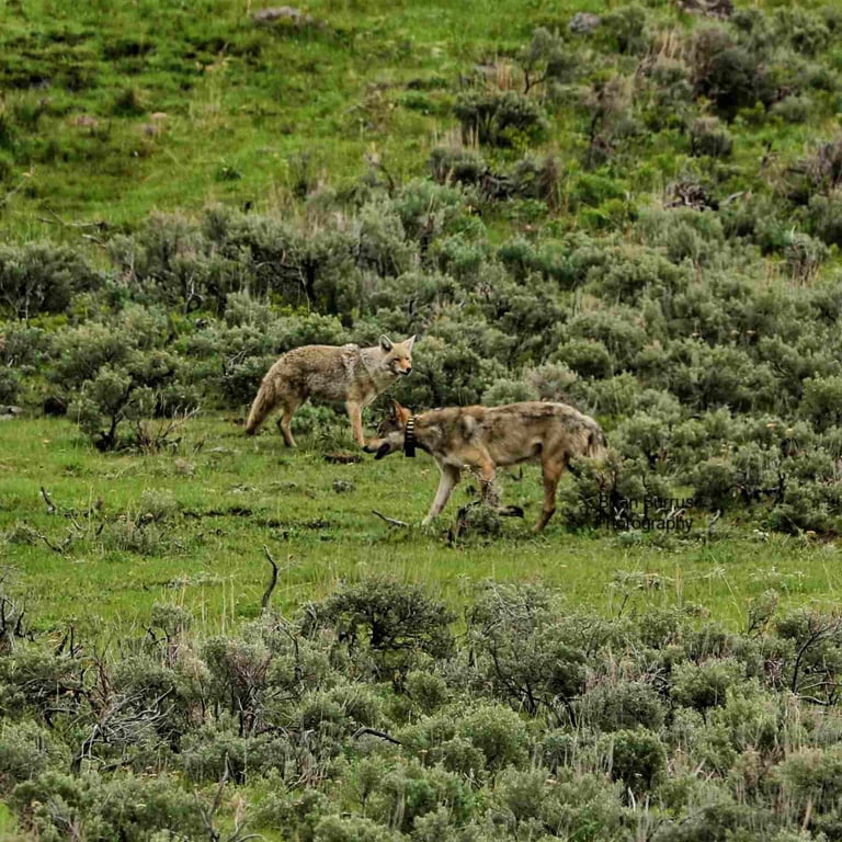 All-Day Yellowstone Safari From West Yellowstone Tour Image 6