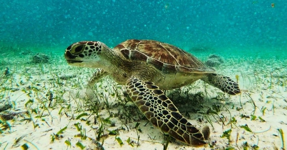 Snorkel Boat Tour in Search of Turtles image