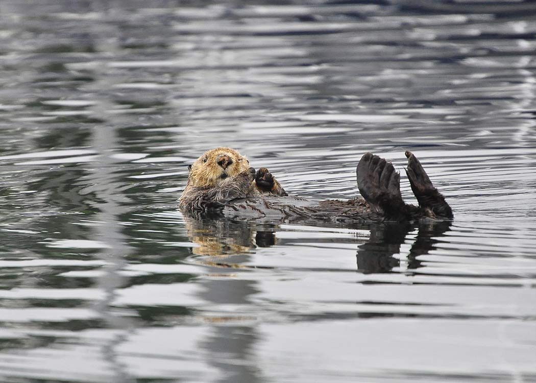 Sitka Sound Kayak Adventure image