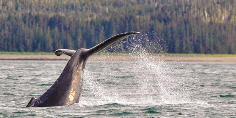 The 6 Best Kid-Friendly Shore Excursions and Alaska Family Tours