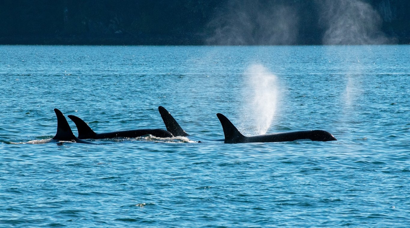 Icy Strait Whale & Wildlife Endeavor Tour Image 4