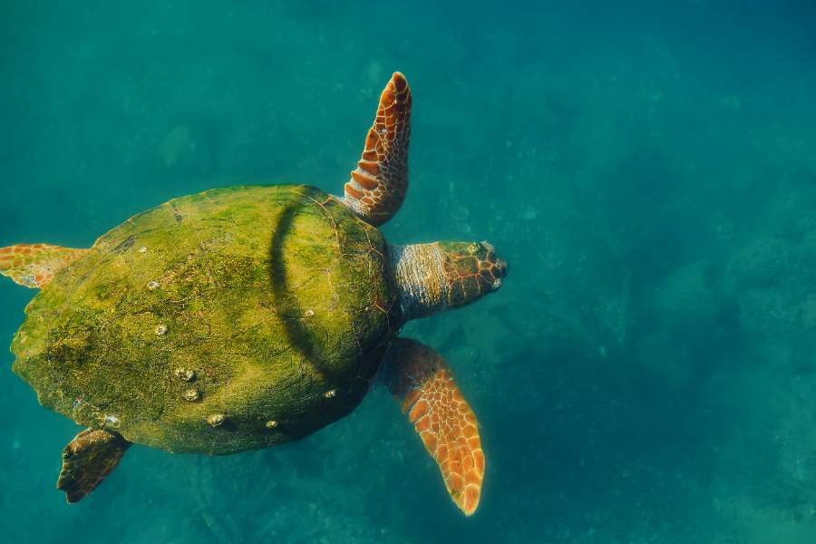 This is a turtle