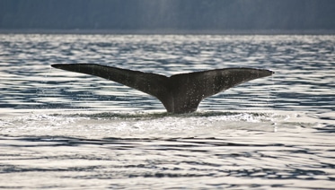 Juneau