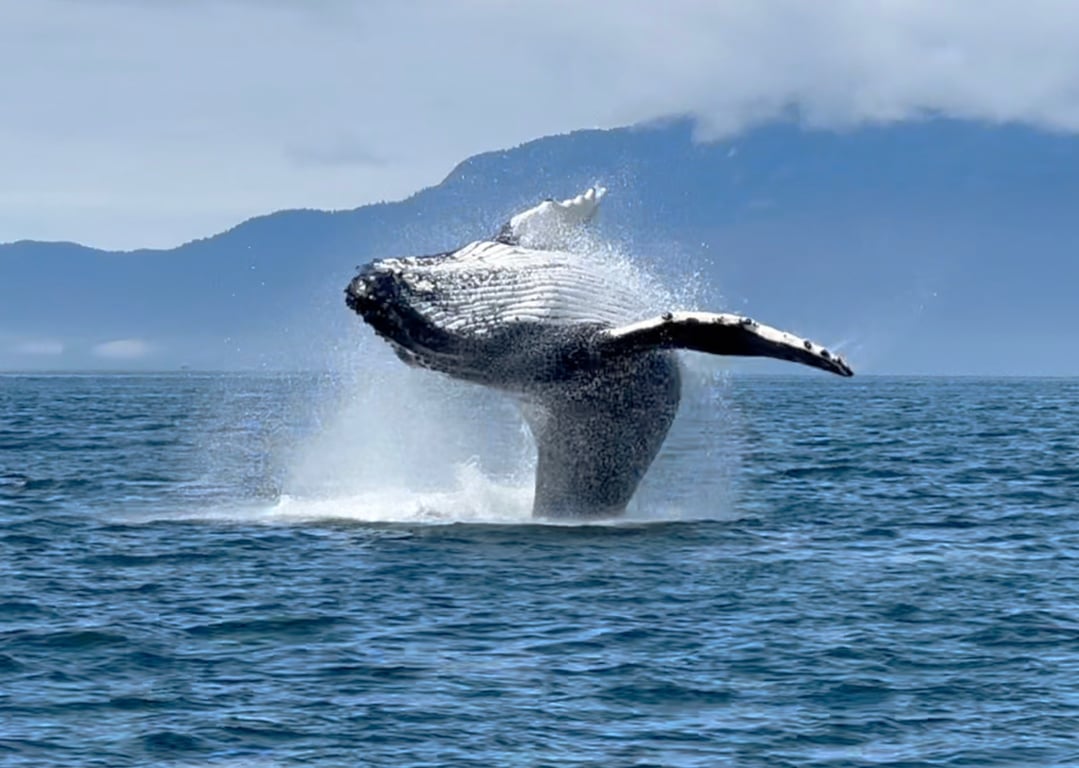 Whale and Drone Tour Tour Image 8