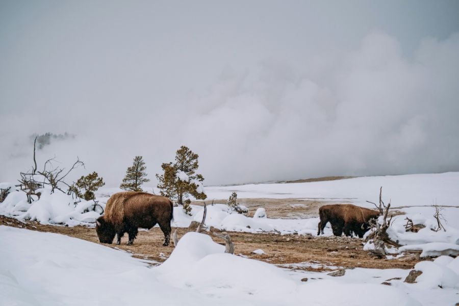 Two bison graze in the snow near steaming hot springs.