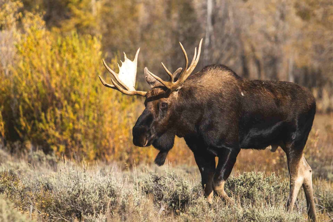 Yellowstone Private Wildlife Journey Tour Image 4