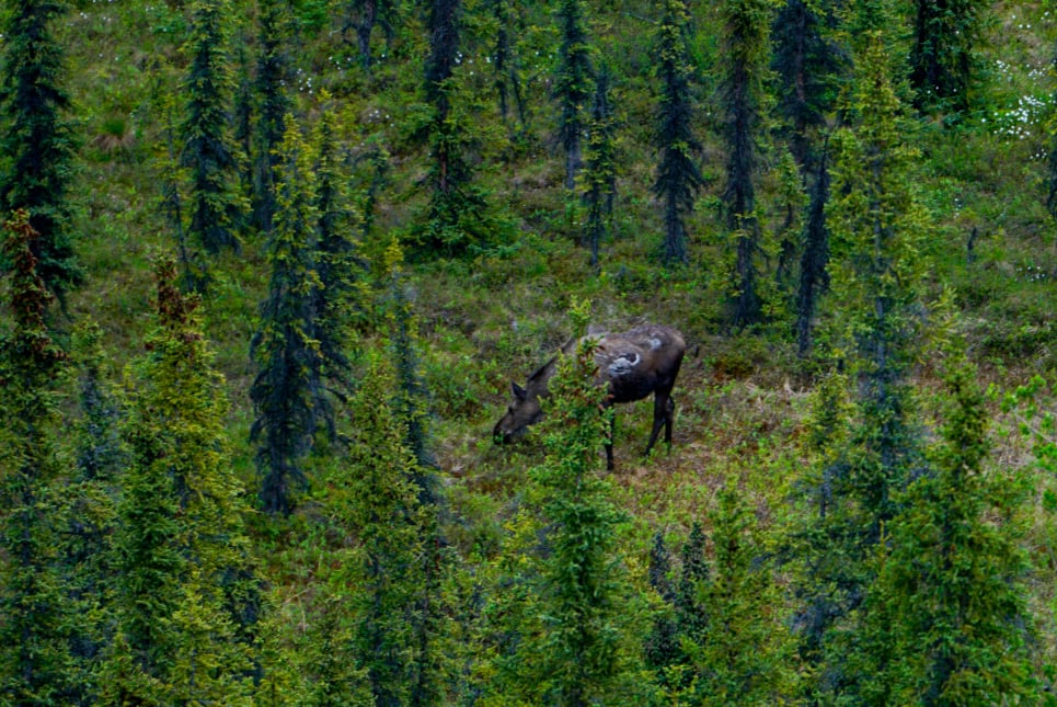 Denali Naturalist Walking Tour Tour Image 1