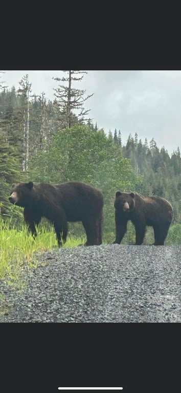 Land-Based Wildlife Tour Tour Image 6