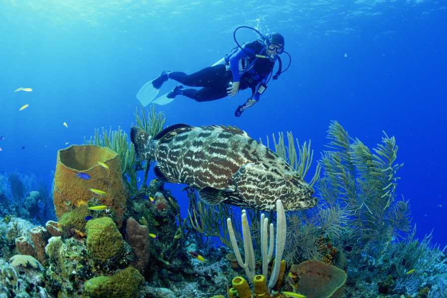 A diver exploring a vibrant coral reef, surrounded by colorful fish and marine life in crystal-clear waters.