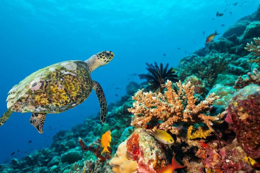 A graceful sea turtle swims past coral and vibrant marine life.