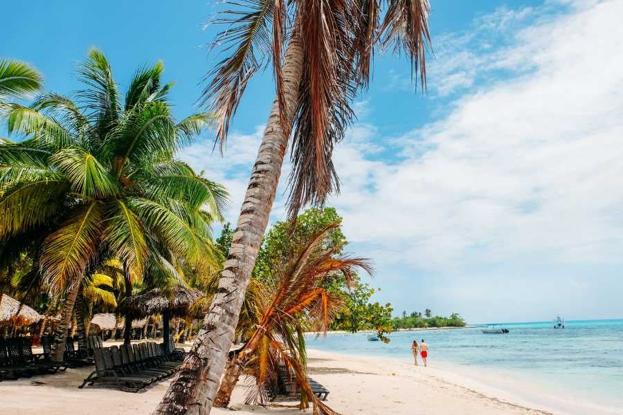 A tranquil beach with palm trees and calm turquoise waters.