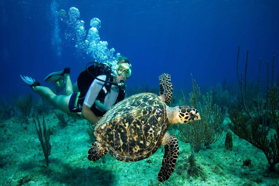 11 Unique Things to Do in Grand Cayman
