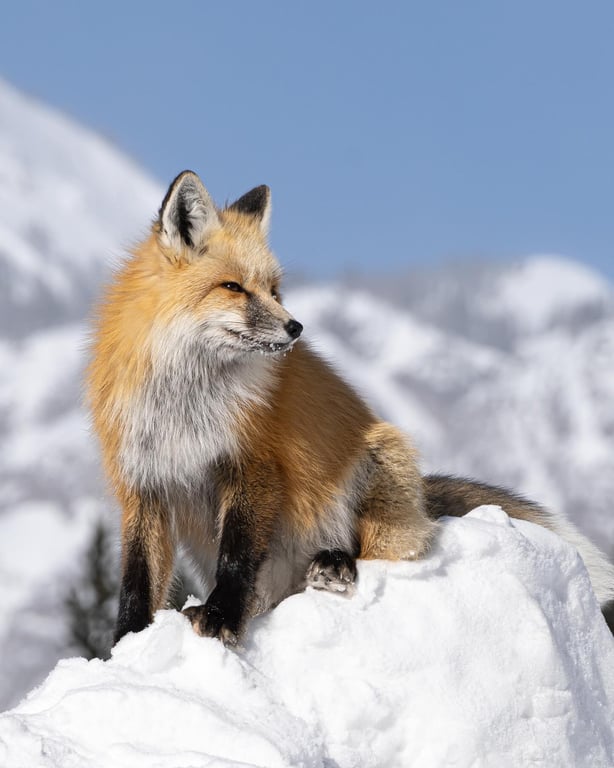 Private Big Sky Snowshoe Tour Image 14