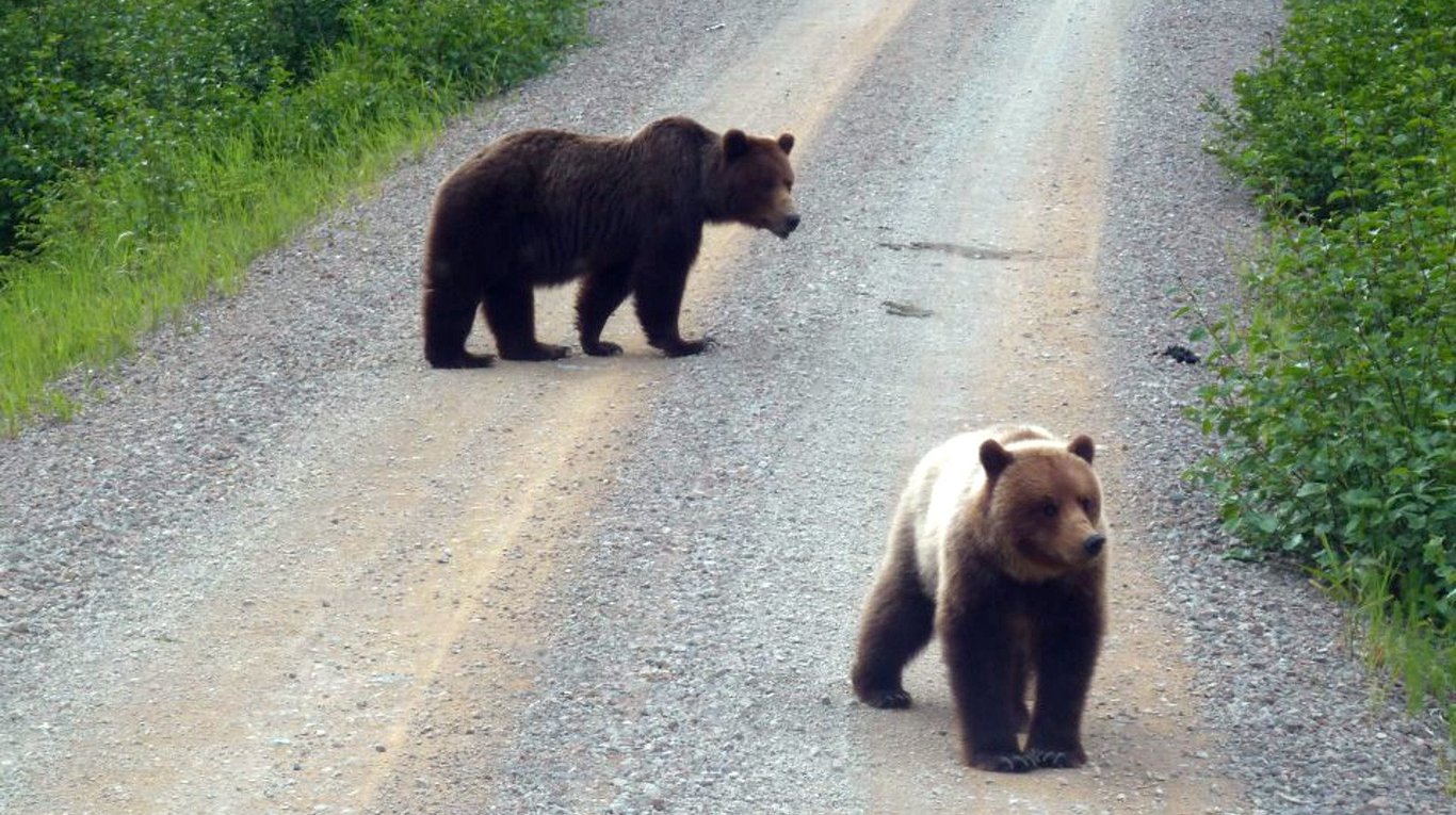 Wildlife and Bear Search Tour Image 3