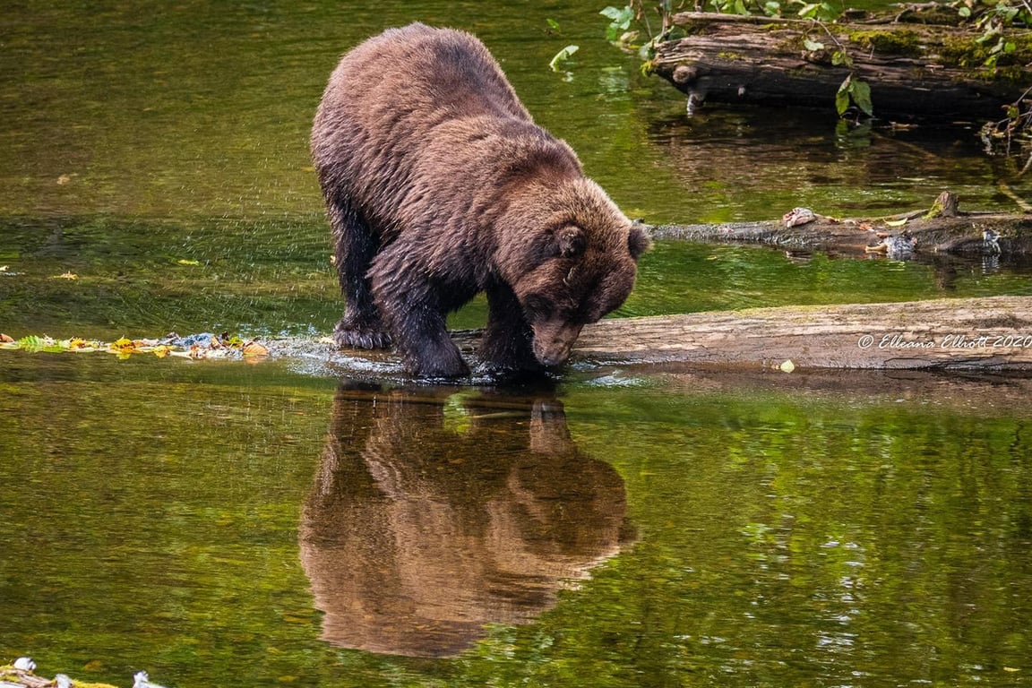 Wilderness Tour and Brown Bear Search Tour Image 6