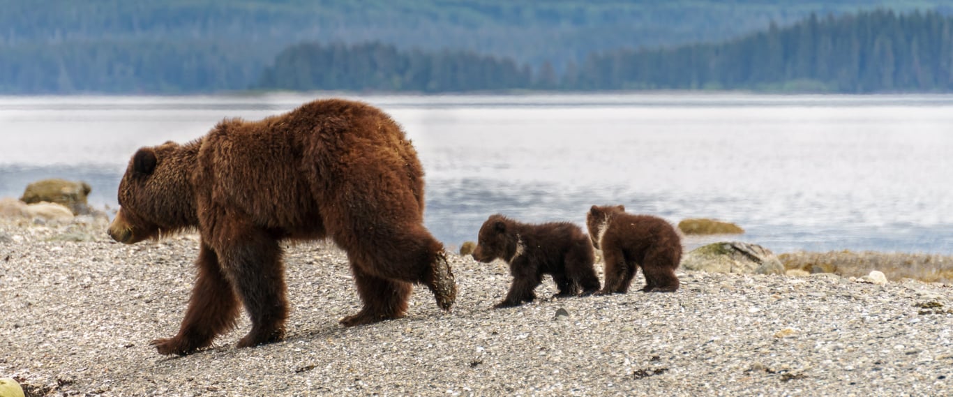 Sunrise Wildlife Drive + Hike Tour Image 8