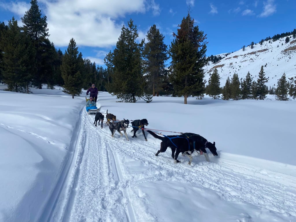 Yellowstone Dog Sled Experience Tour Image 5