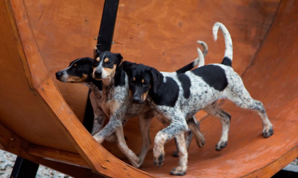 S'mores & Musher Camp Tour Image 4