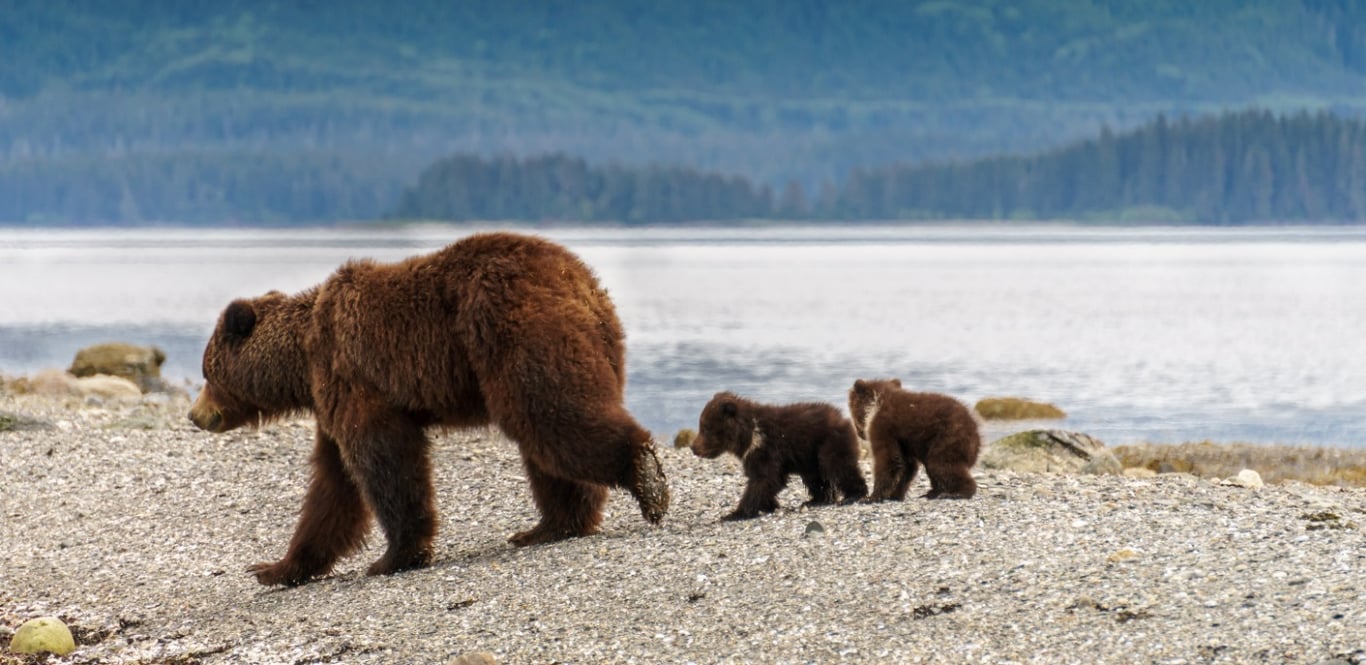 Free Guide: Choosing Tours In Jackson Hole