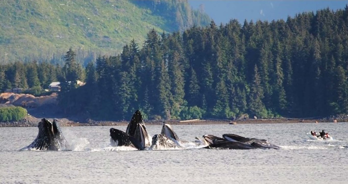 Guaranteed Whale Watching Adventure Tour Image 3