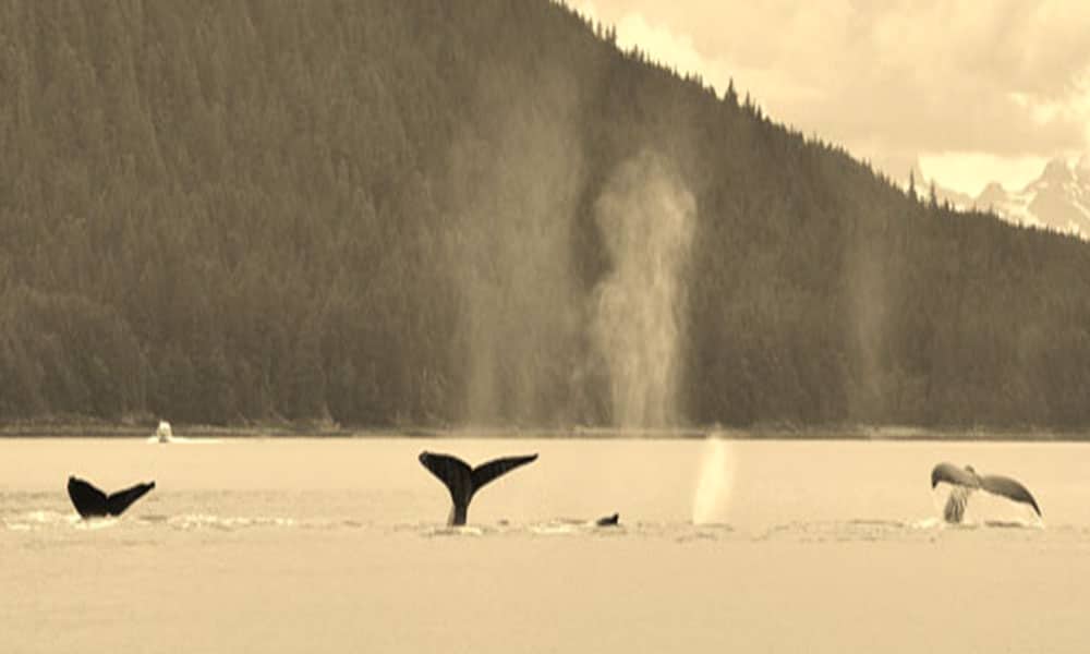Whale Watching Tour Tour Image 37