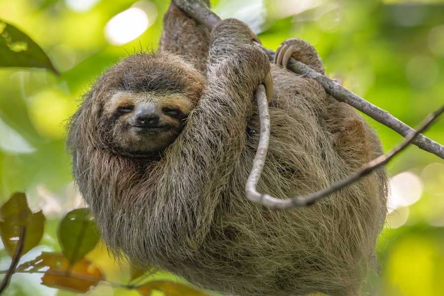 A relaxed sloth hanging from a tree, smiling as it enjoys the peaceful surroundings.