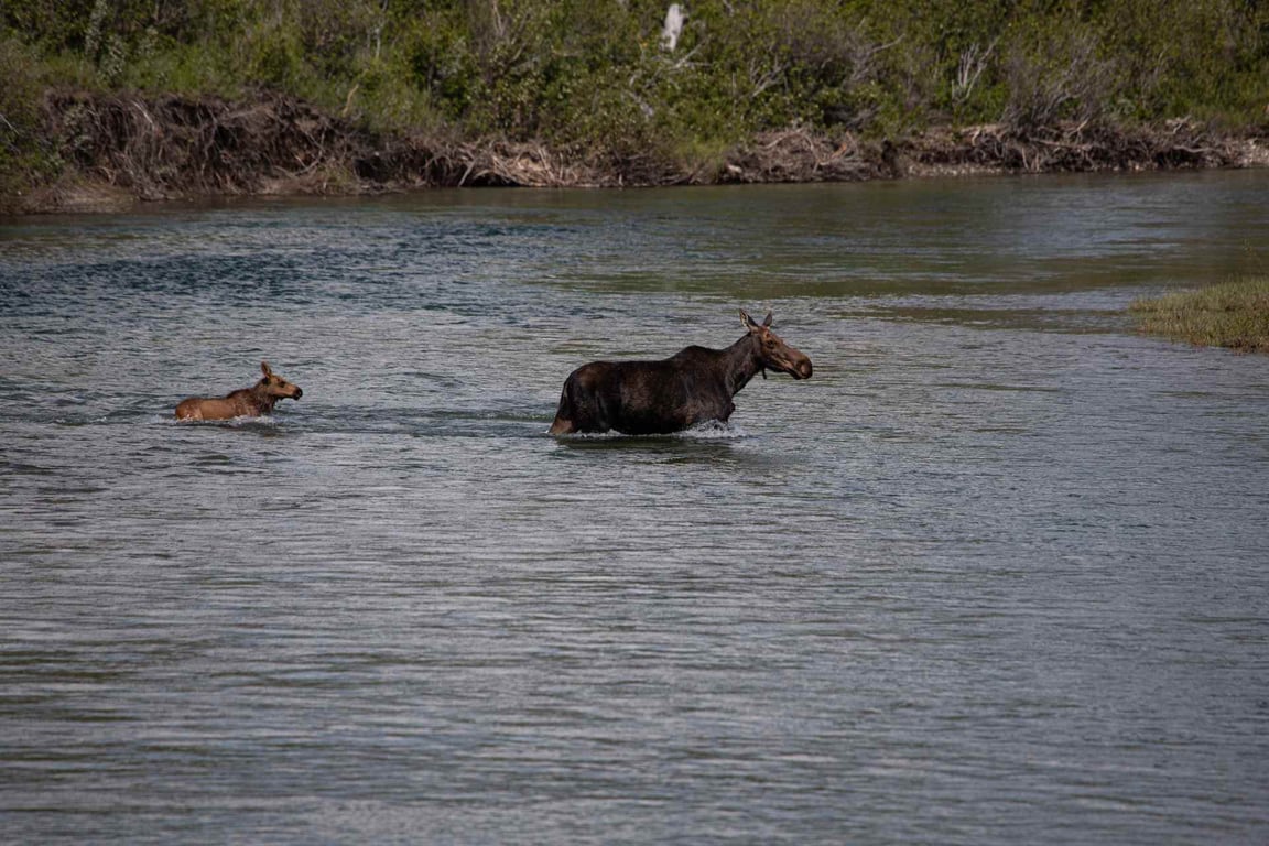 St. Mary Falls Glacier Park Guided Day Hike Tour Image 9