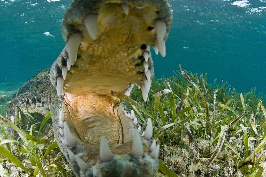 This is a crocodile