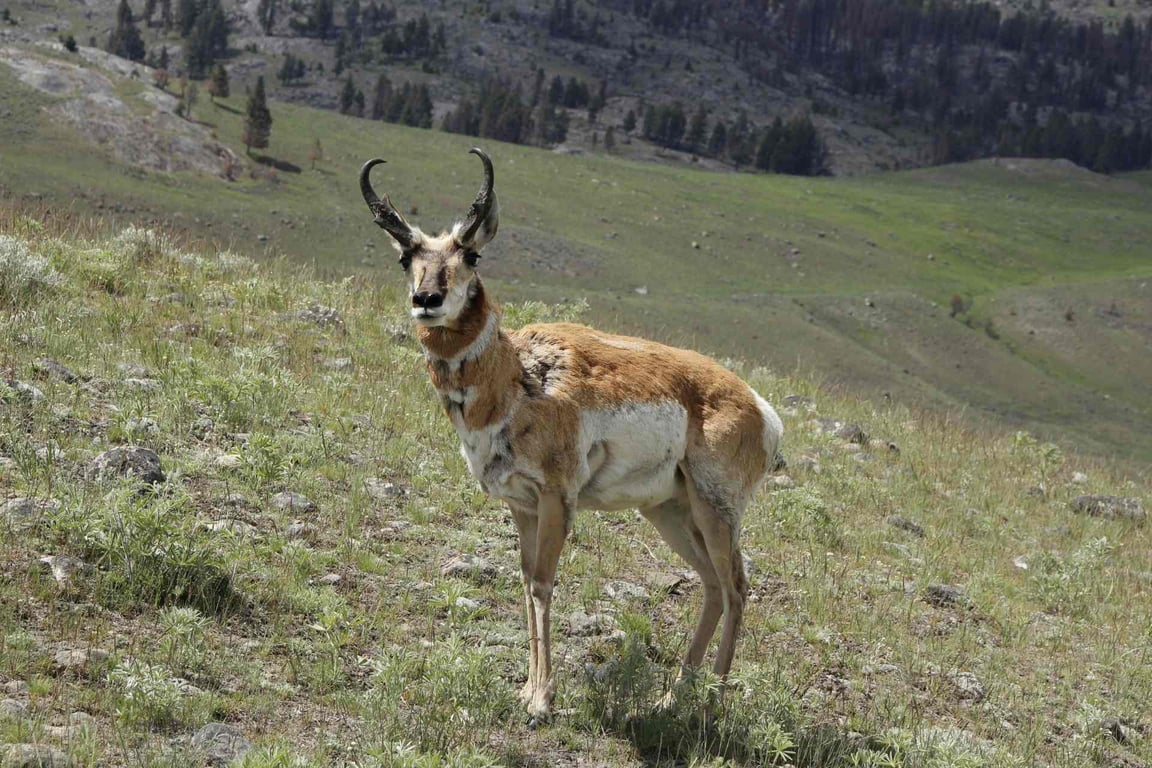 Yellowstone Private Photography Journey Tour Image 7