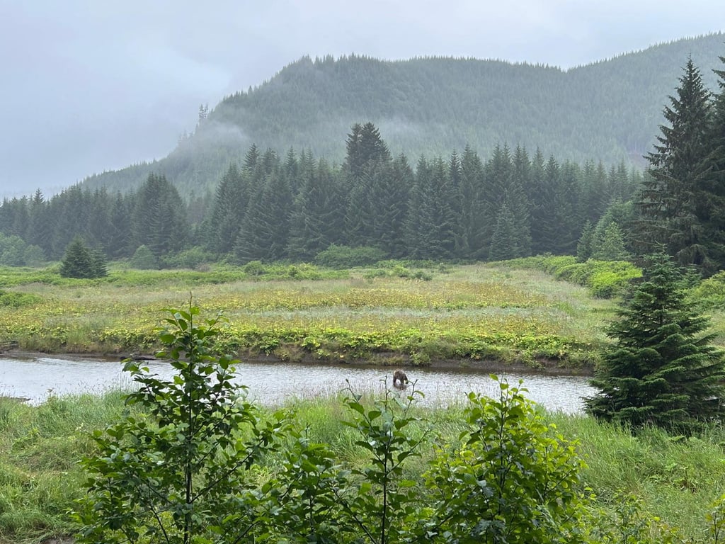 Guided Passenger Van Wildlife and Bear Viewing Tour Tour Image 4