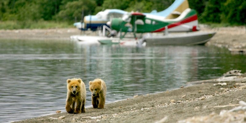 Bear Watching in Ketchikan image