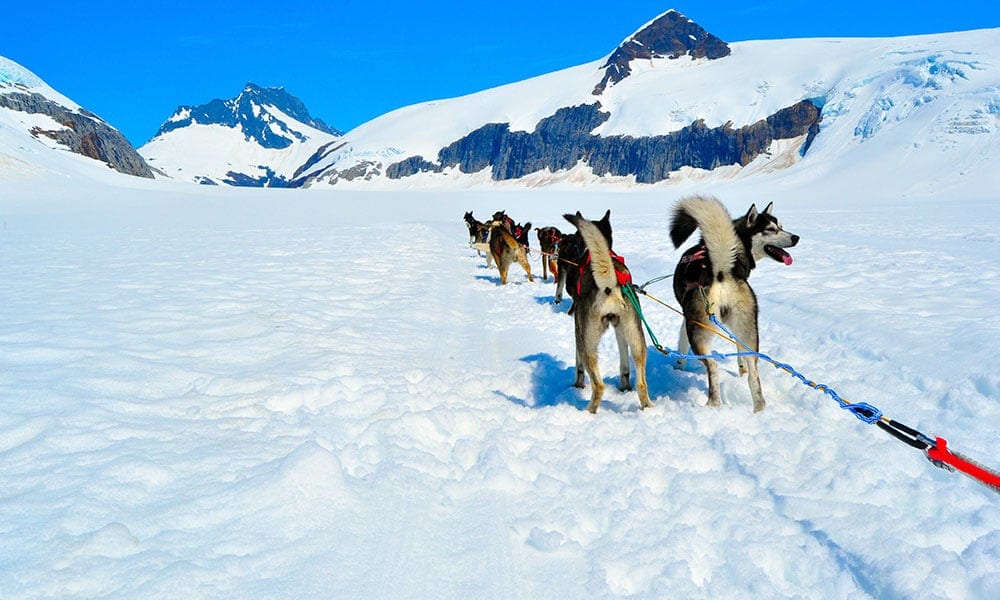 Helicopter Dogsledding with Extra Landing Tour Image 14