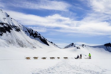 Seward Helicopter Dogsled & Bear Glacier Tour Tour Image 5