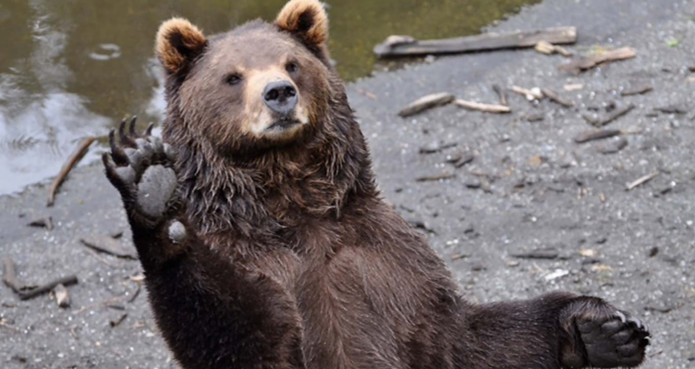 One of Fotress of the Bear's many residents waves hello! Keep reading to learn about the bears that live here